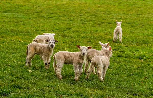 Een Grote Groep Lammeren Alert Een Veld Buurt Van Market — Stockfoto