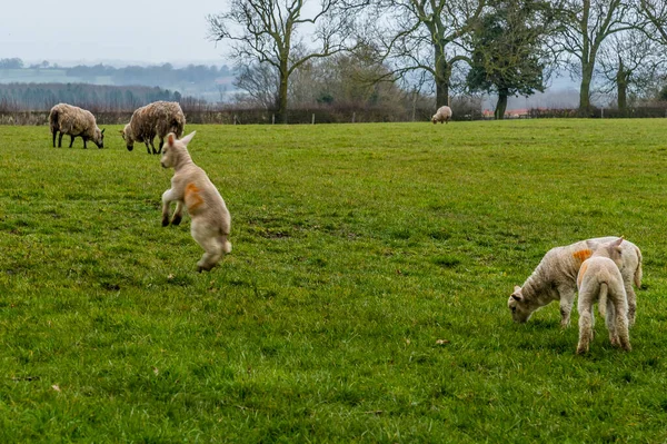Group Playful Lambs Field Market Harborough — Stock Photo, Image