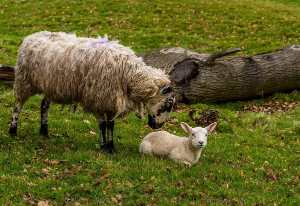 Ein Mutterschaf Streichelt Zärtlich Sein Lamm Auf Einem Feld Der — Stockfoto