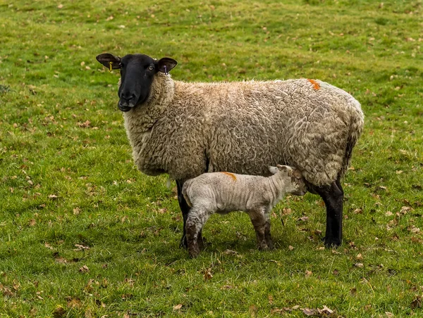 喉が渇いた子羊は 英国のマーケット ハーボロー近くのフィールドでリフレッシュのために彼女の母親に行きます — ストック写真