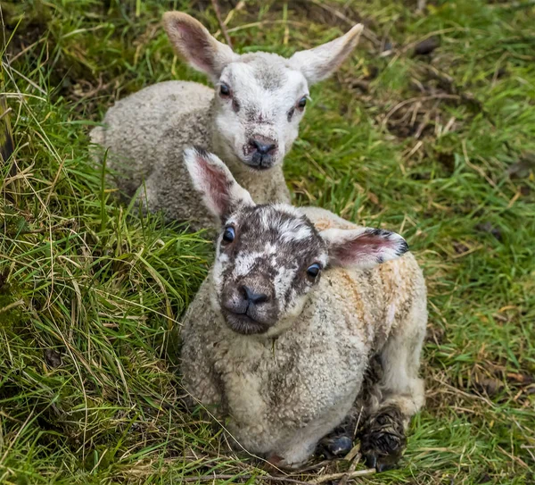 Baby Lammetjes Knuffelen Het Struikgewas Een Veld Buurt Van Market — Stockfoto