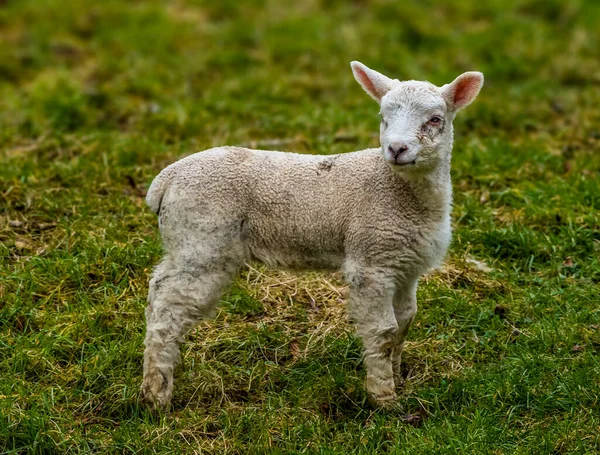 Lamb Watchful Field Market Harborough Springtime — Stock Photo, Image