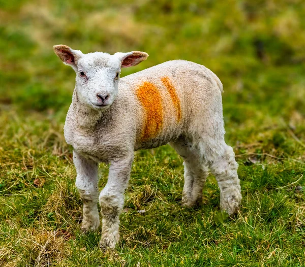 Confident Lamb Field Market Harborough Springtime — Stock Photo, Image