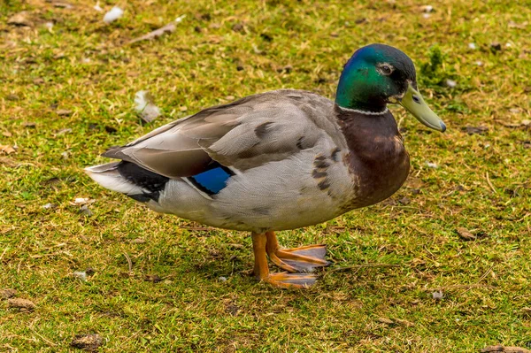 Widok Bliska Męskiej Kaczki Krzyżówki Brzegu Raventhorpe Water Northamptonshire — Zdjęcie stockowe