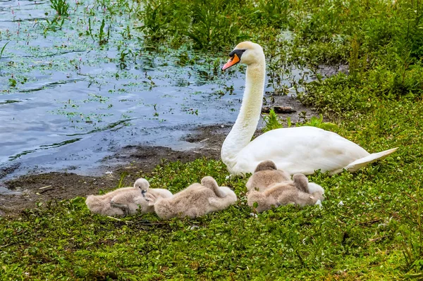 Una Madre Cisne Vigila Atentamente Sus Jóvenes Ciñuelos Orillas Del — Foto de Stock