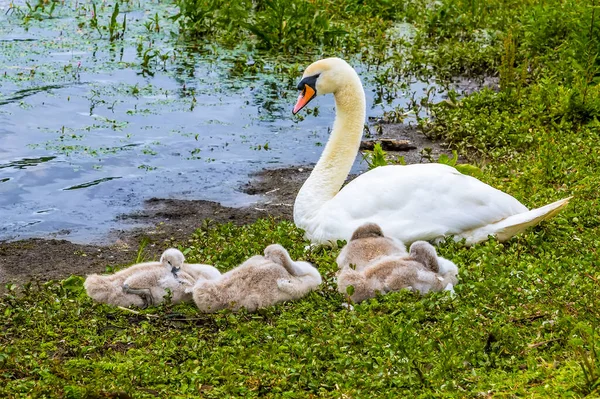 Young cygnets nestle down next to their mother swan on the banks of Raventhorpe Water, Northamptonshire, UK