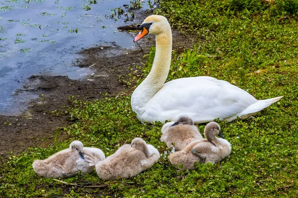 Pohled Zblízka Mladé Cygnety Tulící Vedle Své Matky Labutě Březích — Stock fotografie