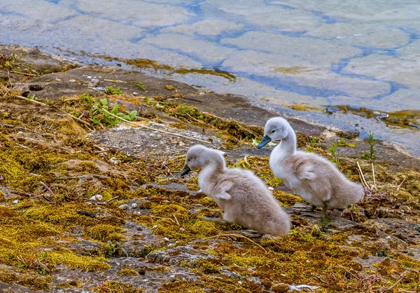 Fiatal Cygnet Raventhorpe Water Keleti Partján Northamptonshire Egyesült Királyság — Stock Fotó