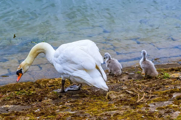 Matka Labuť Její Mláďata Prohlédnou Břeh Východním Břehu Raventhorpe Water — Stock fotografie