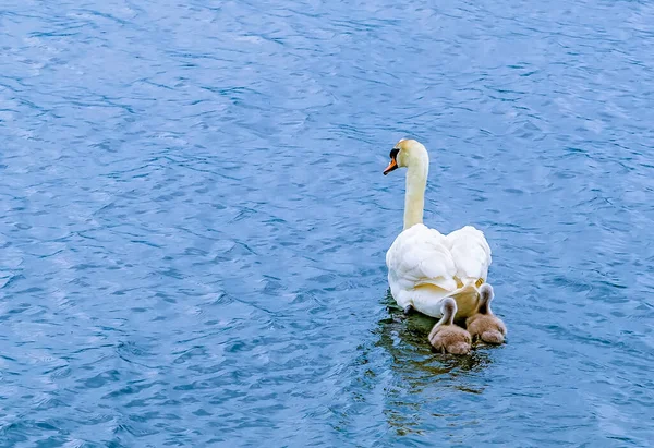 Mother Swan Her Cygnets Convoy Raventhorpe Water Northamptonshire — Stock fotografie