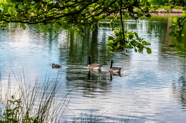 Una Familia Gansos Canadienses Nada Serenamente Lago Warwickshire Reino Unido —  Fotos de Stock