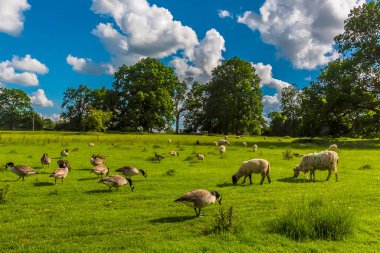 Kanada Kazları ve koyunları Warwickshire, İngiltere 'de yaz otlaklarının keyfini çıkarıyorlar.