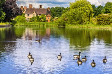 Kanada Kazları Warwickshire, İngiltere 'de bir gölde yüzüyorlar.