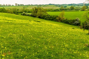 İlkbaharda İngiltere 'nin Market Harborough yakınlarındaki Gumley köyüne yakın bir yamaçta bir düğün çiçeği vardı.