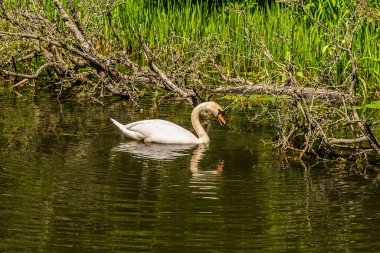 Pazar Harborough 'daki Büyük Birlik Kanalı' nda bir kuğu.