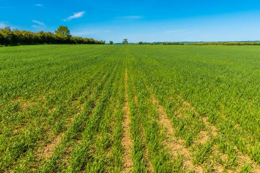 Yaz mevsiminde Great Bowden Harborough yakınlarında yetişen bir arpa tarlası.