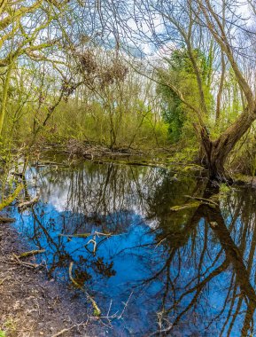 İlkbaharda Thrapston, Northamptonshire 'da küçük bir göl manzarası.