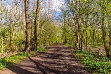 İlkbaharda Thrapston, Northamptonshire 'da bir gölün yanındaki ağaç manzarası.