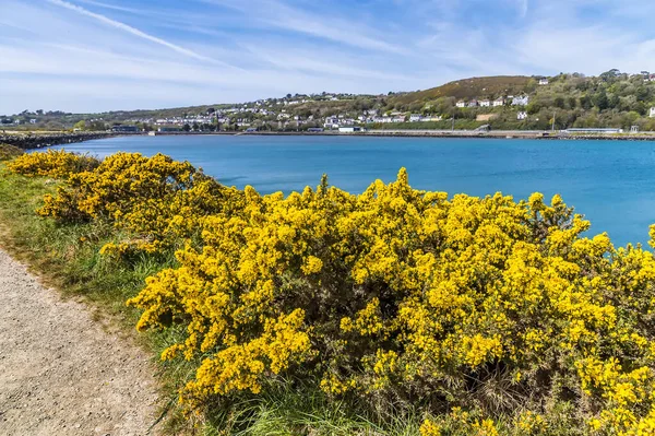 Una Vista Sobre Gorse Península Bahía Principal Fishguard Gales Del —  Fotos de Stock