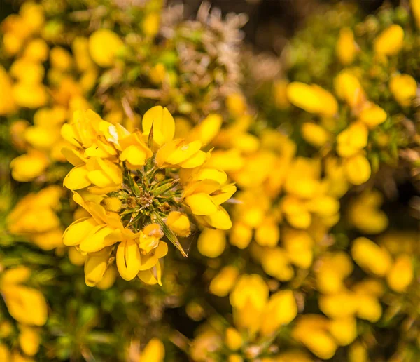 Zblízka Pohled Žlutý Gorse Rozostřeným Pozadím Pobřeží Pembrokeshire Neart Tenby — Stock fotografie