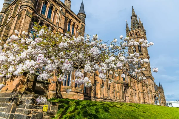 Glasgow Reino Unido Maio 2021 Uma Vista Cherry Blossom Frente — Fotografia de Stock