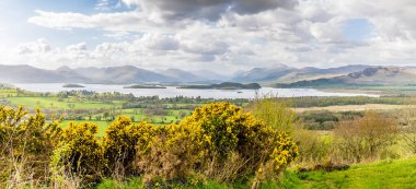 A panorama view past yellow gorse towards Loch Lomond from Dumpling Hill, Gartocharn, Scotland on a summers day