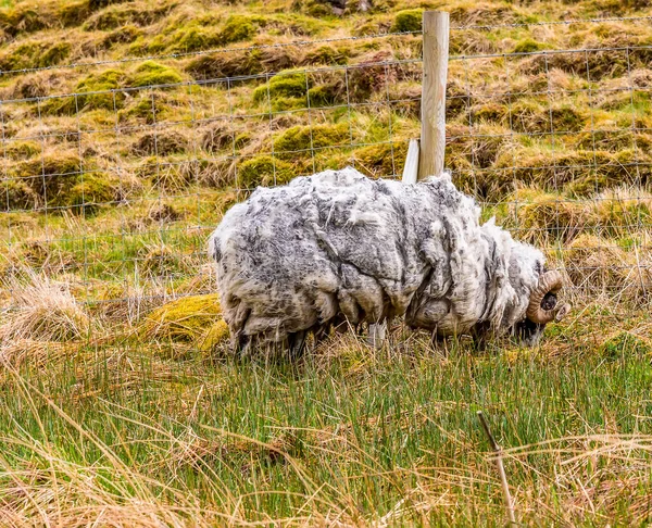 View Woolly Highland Sheep Loch Restil Arrochar Alps Scotland Summers — Stock Photo, Image