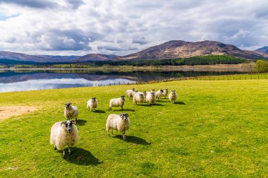 İskoçya, Fort William yakınlarındaki Loch Eil yakınlarındaki bir tarlada koyun manzarası