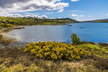 İskoçya 'nın Skye adasında, bir yaz günü, Loch Dunvegan Gölü' nün aşağısındaki çalı manzarası