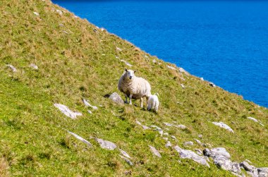 İskoçya 'nın Skye adasındaki Neist Point' teki eski deniz fenerinin yamaçlarında otlayan dağ koyunlarının manzarası