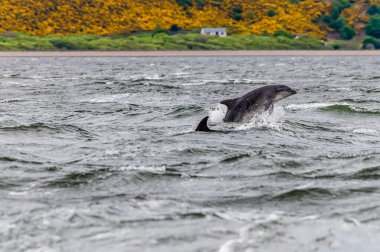 Bir yaz akşamında İskoçya Chanonry Point açıklarında Moray Firth 'te bir çift yunus dans eder.