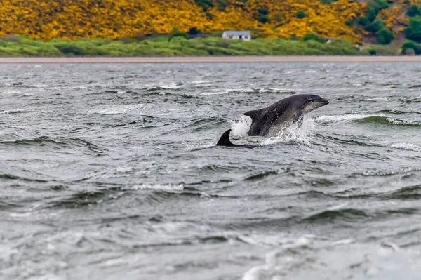 Par Delfines Frolick Moray Firth Chanonry Point Escocia Una Noche — Foto de Stock
