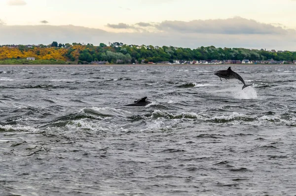 Par Delfines Jugando Moray Firth Frente Chanonry Point Escocia Una — Foto de Stock