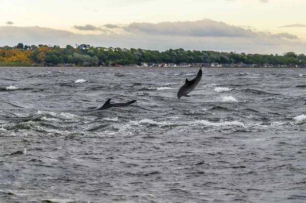 Acrobacias Delfines Moray Firth Frente Chanonry Point Escocia Una Noche — Foto de Stock