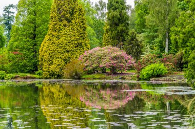 A view of reflections in a lake in a park in Haywards Heath, Sussex, UK in early summer clipart