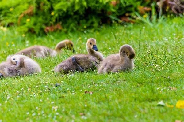 Baby Canadian Geese Looks Alert Lake Park Haywards Heath Sussex — Stock Photo, Image