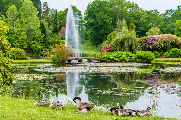 Yaz başında İngiltere 'de Haywards Heath, Sussex' te bir parktaki gölün yanındaki Kanada Kazları manzarası