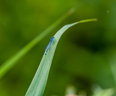Cambridge, İngiltere yakınlarındaki bir mağarada yaz mevsiminde mavi bir kızböceğinin görüntüsü