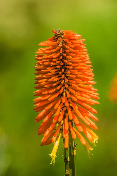 Una Flor Lilly Antorcha Con Fondo Desenfocado Jardín Sussex Reino —  Fotos de Stock