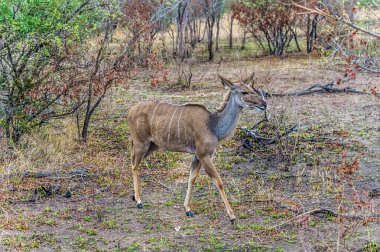 A view in the early morning light of an impala strolling through the bush in Kruger national park, South Africa in Springtime