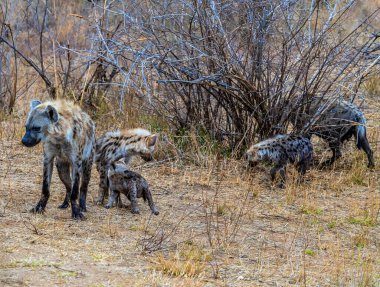 Kruger Ulusal Parkı 'ndaki benekli sırtlan ailesinin Baharda Güney Afrika' daki görüntüsü