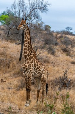 Kruger Ulusal Parkı 'ndaki bir yamaçtaki zürafa manzarası, Güney Afrika' da Baharda