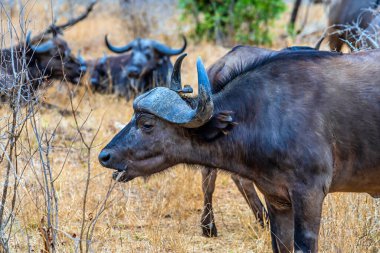 Kruger Ulusal Parkı 'ndaki çalılıklarda otlayan bir Afrika bufalosunun görüntüsü,