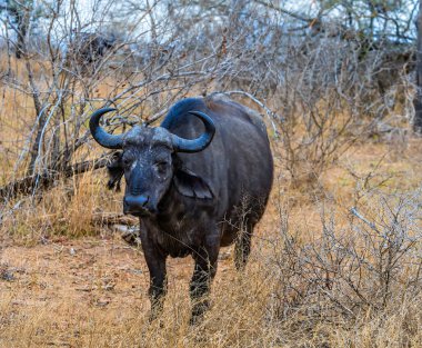 Kruger Ulusal Parkı 'ndaki çalılıklarda bir Afrika bufalosunun görüntüsü,