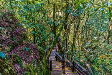 Graskop, Güney Afrika 'daki vadiden yukarıya doğru atılan adımların görüntüsü.