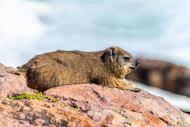 Hermanus, Güney Afrika 'da ilkbaharda kayalık sahil şeridinde kayalık bir Hyrax manzarası