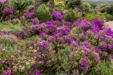 Kirstenbosch botanik bahçelerindeki canlı morumsu buzul dizisinin görüntüsü, Güney Afrika, ilkbahar zamanı