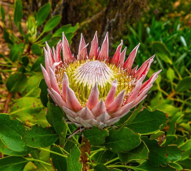 Kirstenbosch botanik bahçelerindeki Kral Protea manzarası, Güney Afrika, ilkbahar zamanı