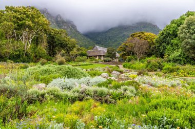 Güney Afrika 'da ilkbaharda Kirstenbosch botanik bahçelerine inen bulutların manzarası