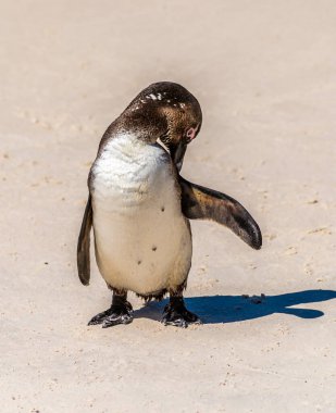 Güney Afrika 'da, Boulders Sahili' nde baharda çekilmiş şirin bir Afrika Pengueni.